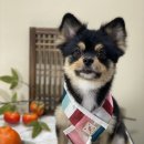 아미고 펫살롱 이미지