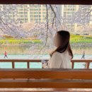 썬더치킨 연산5호점 | 부산 벚꽃 명소 온천천 실시간 만개 주차 포토스팟 카페 맛집 총정리