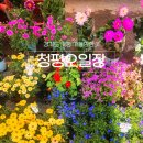 세븐일레븐 청평여울시장점 | 경기도 가평 가볼만한곳 청평 전통시장 여울시장 오일장