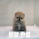 댕집사장 포메라니안 이미지