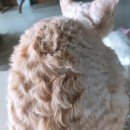 바비돌/픽시윙스캐터리 이미지