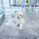 아리랑밸리켄넬 이미지