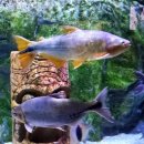 (주)거북 | 부산 씨라이프 아쿠아리움 방문기(수달, 붉은바다거북 등) - 251031.