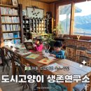 하동 반값여행 숙소 도시고양이 생존연구소 강변다락 후기