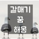 갈매기꿈 이미지