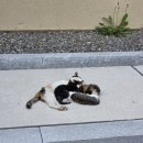 GS25상주낙동점 | 제 취미는요 +++