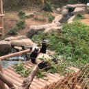 씨유(CU) 광안드림점 | 🐼판다 보러 에버랜드 다녀온 시골쥐의 룰루랄라 사진일기