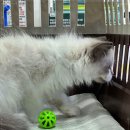 펫365 강아지분양 고양이분양 전주본점 이미지