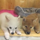 달중이네 펫호텔 이미지