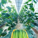 남종우농장 이미지