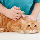 해밀동물병원 이미지