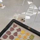 댕댕인럽 이미지