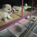 세종종합동물병원 이미지