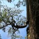 바위와소나무 이미지