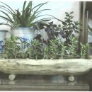 강골농장 이미지