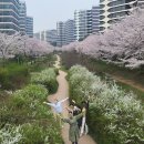 우시장천 | 수원 쌩로컬 벚꽃길 추천 권선구 우시장천에서 마중공원 장다리천