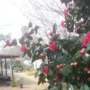 바위섬펜션 이미지