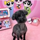 행복한 애견삽 이미지