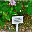 [250513-31. 화.]-[모나르다(브라드부리아나)꽃-태화강국가정원]-[00] 이미지