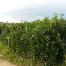 여주-0091 이미지