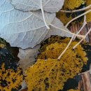 압화(중급) 이미지