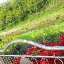 개 이쁘개 이미지