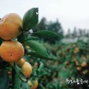 귤사랑쉼팡민박 이미지