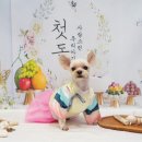 츄츄애견 이미지