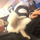 복슬강아지 이미지