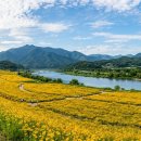 남들 다 수국 보러 갈 때, 나만 알고 싶은 황금빛 세상 — 함안 악양생태공원 금계국 완전 정복 (2026년...