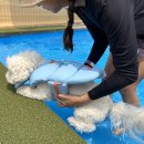 댕이랑 | 강아지수영장 : 댕이랑 강아지 수영장 다녀왔어요~ @도그스포지움