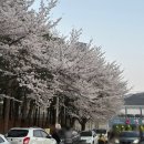 옛날통닭포차 | [인천 부평] 부평공원 포차 야장거리 장터옛날통닭 내돈내산 후기