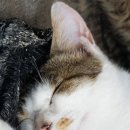 무야