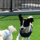 플레이멍 광주애견유치원&애견호텔 이미지