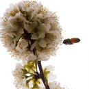 자두나무농장 이미지