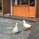 까만돌멩이 이미지