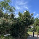 영옥키친 | [제주] 비자림 근처 치즈폭포 스테이크가 있는 &lt;치저스&gt;