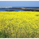 하모리 지석묘 이미지