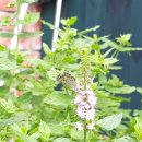 조이핑크하우스 이미지