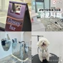 부광로 | 부천 애견미용 잘하는 곳 :: 글로시퍼 옥길동 비숑 미용 추천 후기