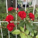 주문진중학교 버스정류장 | [강릉 뚜벅이 여행🚌/day2] 진정한 집콕 여행이 아닌가?!