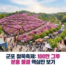 철쭉동산 주변경관조 | 군포 철쭉축제 핵심만 빠르게 보기