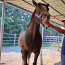 부마목장 이미지