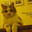 효민님의 뱅갈고양이 이미지