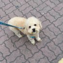 갤럭시펫 애견미용 이미지