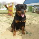 이삭애견훈련소 이미지