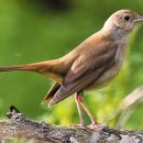 하도소리 이미지