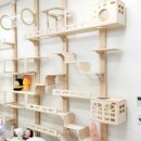 에브리캣 이미지