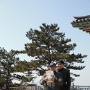 서천 마량리 동백나무 숲 이미지