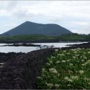 문주란 자생지 이미지